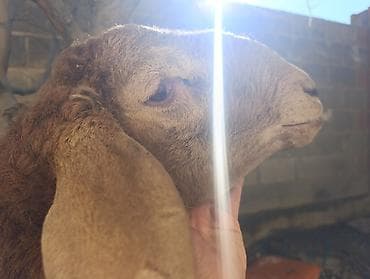 ушные бирки: Продаю | Баран (самец) | Арашан | Для разведения | Осеменитель — 1