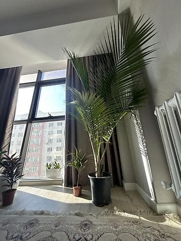 вьющиеся растения: Пальма для интерьера (скорее всего арека/дипсис) - Крупное комнатное — 1