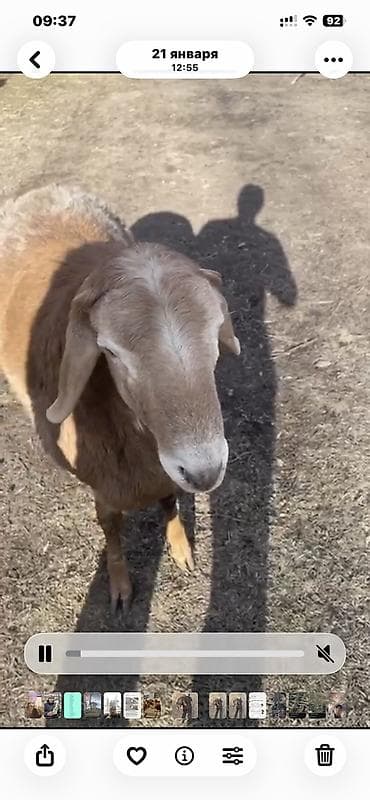 А/ч жаныбарларын сатам: Сатам | Кочкор (эркек) | Арашан — 1