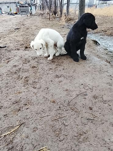 куплю щенка джек рассел терьера: Продаю тайган щенки два мальчика один девочка по 5.000 — 1