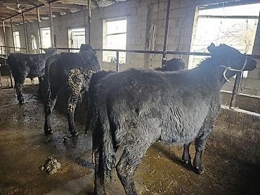 блек жем: Продаю | Бык (самец) | Абердин-ангус | На откорм | Привязанные — 2