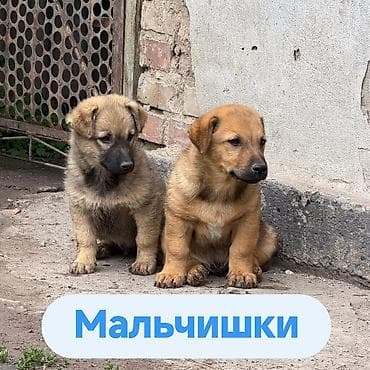 собака даром: Щенки и мама. Описание: - Порода: беспородные (метисы), компактного — 6