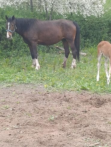 Продаю | Кобыла (самка) | Для разведения | Племенные