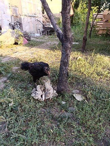 бройлерные куры купить: Срочно продаю бойцовских цыплят очень хорошие цыплята активные и — 6