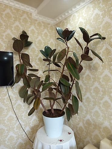 азия пелес: Фикус эластика (каучуконосный), крупномер в декоративном горшке. - — 5