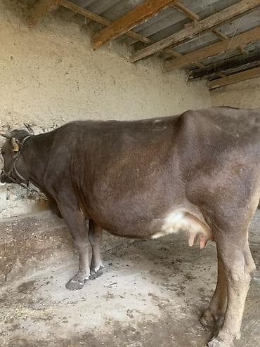 Животные: Продаю | Корова (самка) | Для молока | Привязанные — 4
