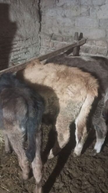 сколько стоит корова дойная: Продаю | Музоо, торпок | На откорм — 2