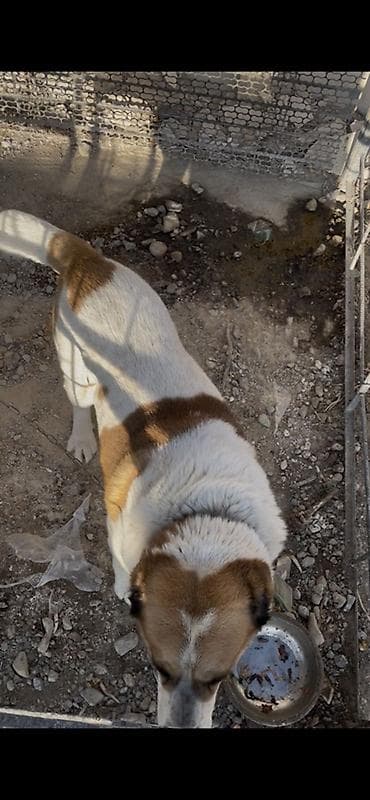 охотничный собака: Алабай, 5 месяцев, Самец, С прививкой — 2