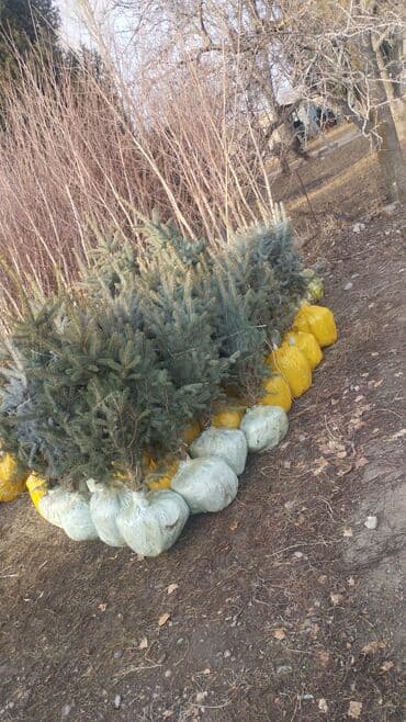 заправка газ балона токмок: Саженцы деревьев: Ели — 8