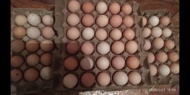 попугай продажа: Инкубацыонные яйца куриные и индюшиные. Супер индюшата и цыплята в — 3