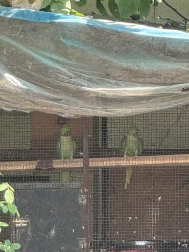 Александрийские/кольчато-шейные попугаи в просторной вольере