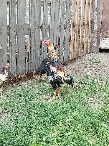 попугай жако цена бишкек: Продаю | Куры, Цыплята | Домашняя | На забой, Для разведения, Несушки — 3