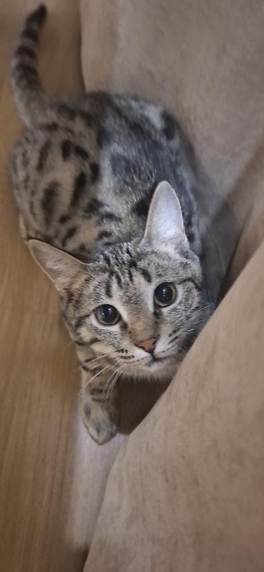 все для кошки: 8 месяцев, Мальчик, Приучена к лотку, Проглистована — 4