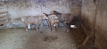 кобыла бээ: Продаю | Баран (самец) | Для разведения | Осеменитель — 2