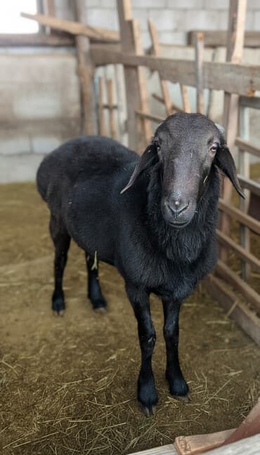 сколько стоит кролик домашний: Продаю | Овца (самка) | Для разведения — 1