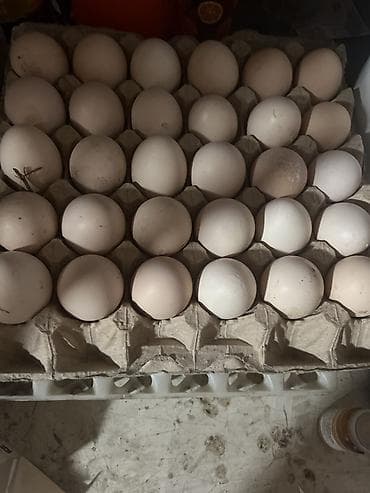 Куриные яйца в картонном лотке (30 шт.) lalafo.kg да Куриные яйца в картонном лотке (30 шт.)