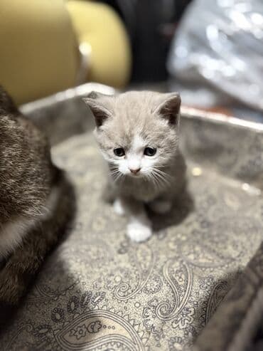 сколько стоит сибирская кошка котенок: Котята домашние, пушистые, разных окрасов. Особенности: - Возраст: на — 2