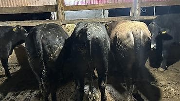 лошадь на продажу: Продаю | Бык (самец) | На забой — 2