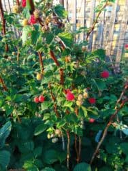 москвага жук: Малина Дүңүнөн, Өзү алып кетүү — 1