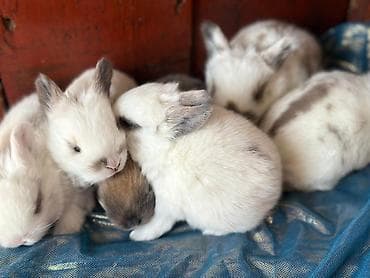 Башка жаныбарлар: Карликовые декоративные крольчата - Порода/тип: мини/декоративные — 5