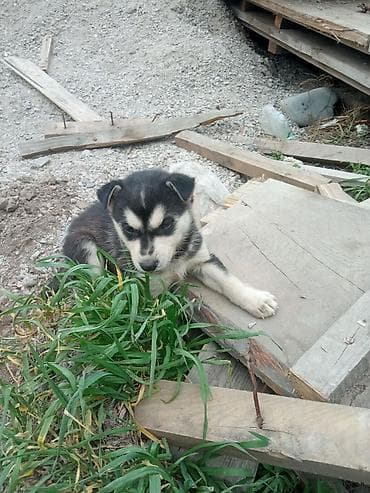 обмен питбуль: Щенок, окраса черно-белый с кремовыми отметинами. Компактный — 1