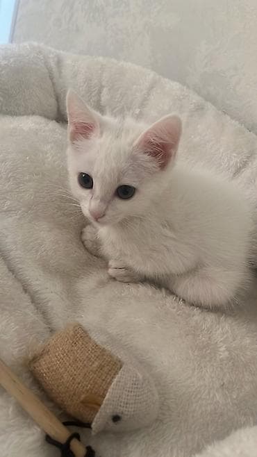 кошке: Белый котёнок с голубыми глазами. Миниатюрный, с аккуратными ушками и — 1