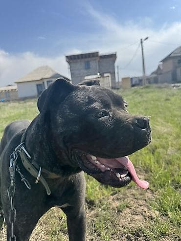 звонок собака фото: Кане-корсо, 9 месяцев, Самец, С прививкой — 3