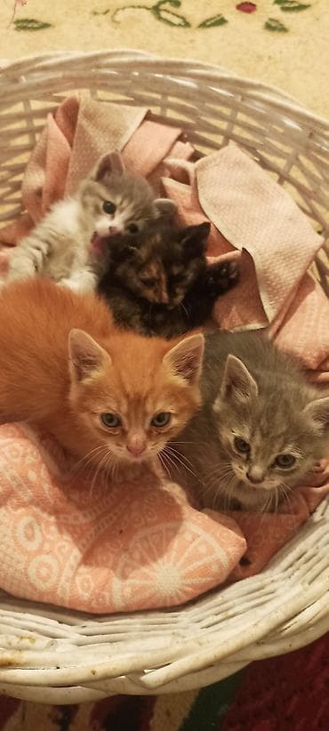 коша: Русская голубая, 2 месяца, Мальчик, Проглистована — 7