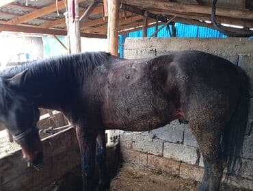 бычылган ат: Сатам | Байтал | Жумушка — 5