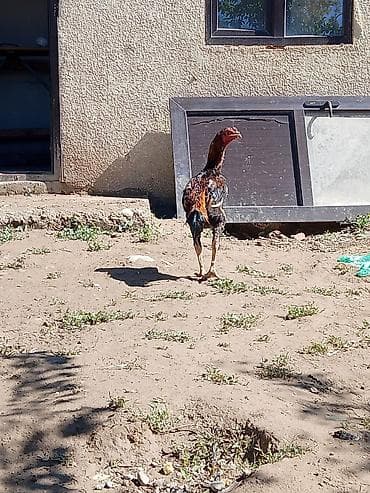 морская рыба: Продаю | Петух | Бойцовая | Для разведения — 2