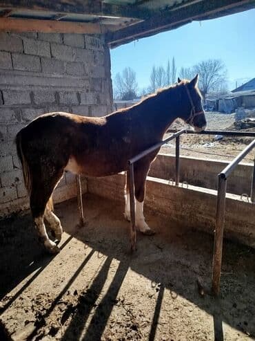 корманные собаки: Продаю | Конь (самец) | Рабочий — 2