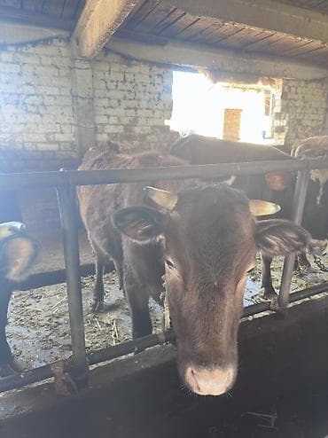 fermer kg: Продаю | Корова (самка), Тёлка, Музоо, торпок | Алатауская | На откорм | Привязанные — 6