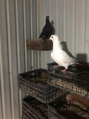 бишкек ит базар: Продаю село беловоцк — 6