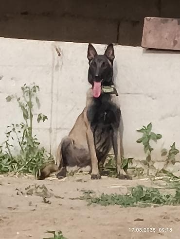 Бельгийская овчарка, 1 месяц, Самец, С родословной