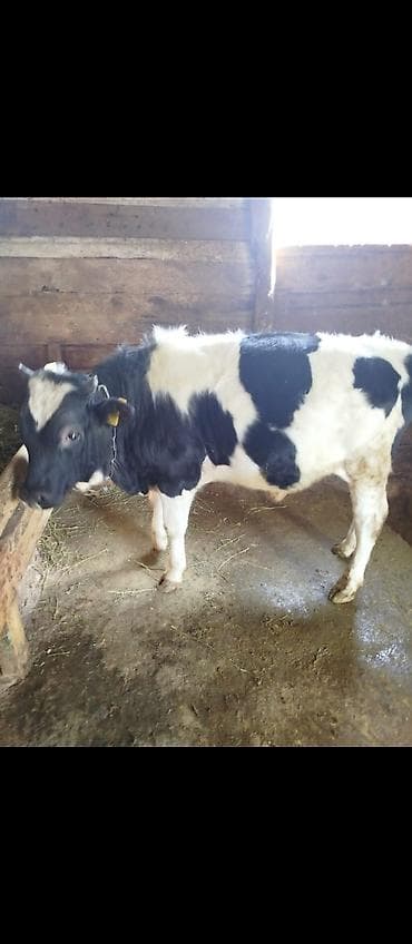 дакан бойцовый: Продаю | Бык (самец) | Полукровка | На откорм | Привязанные — 2