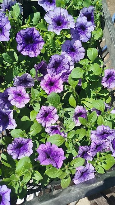 бельевой ящик: Рассада цветочных однолетников в кассетах/ящиках. Оптом и в розницу — 4