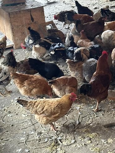 индюк бишкек: Домашние куры и петухи 80 кур и 100 петухов — 5