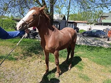 Продаю | Жеребец