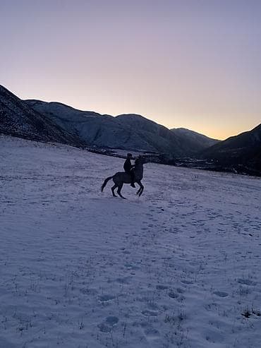 Үй жаныбарлары: Сатам | Жылкы (эркек) | Аргын — 2