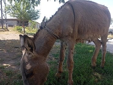 продаю конь: Осёл (домашний, серо-бурый окрас) - Вид: осёл, рабочий/хозяйственный — 2