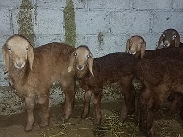 кой коро: Продаю | Ягненок | Для разведения | Племенные — 4