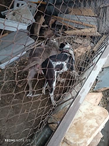 Аквариумдар: Питбуль, 2 жаш, Эркек, Эмделген — 3