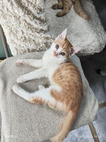 охотничий собак: Отдам котят в хорошие руки, котята ласковые дружат с детьми, живут в — 4