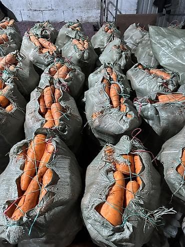 купить чеснок: Морковь Оптом, Самовывоз — 4