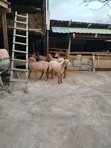 Ветеринар кызматы: Сатам | Ургаачы кой (ургаачы) | Союуга | Ургаачы — 5