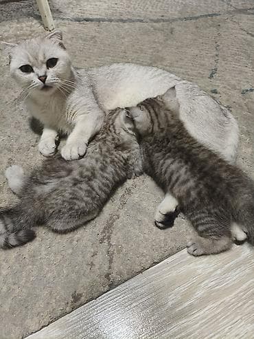 котенок шиншилла купить: Британский котёнок, серебристая шиншилла (околотикующий окрас — 7