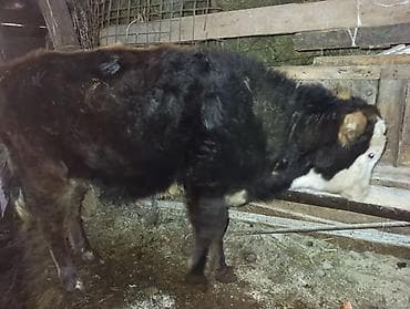 Аквариумдар: Сатам | Музоо | Бордоп семиртүү үчүн — 1