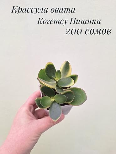 забыл: • Комнатные растения (укоренённые черенки/детки/молодые — 6