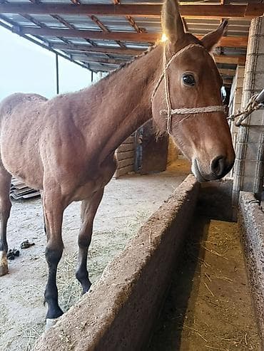 кошка маленкая: Эркек тай майда 1жаш болот — 1