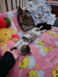 добрый: 5 месяцев, Мальчик — 11